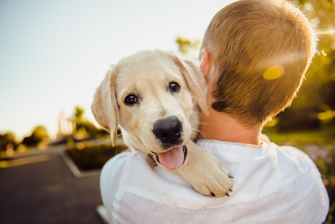 How to Keep Your Pet Happy: A Guide for Loving Pet Parents