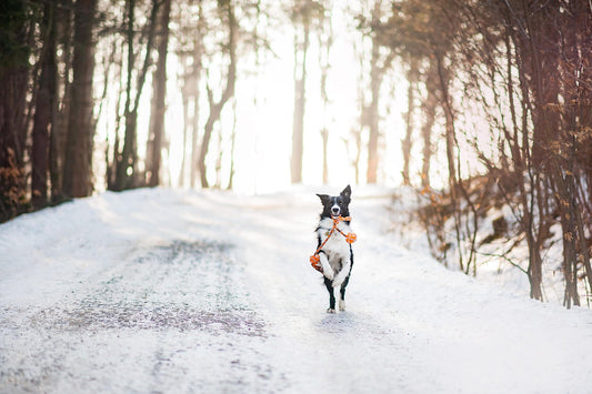 Winter is Coming: Essential Steps to Keep Your Pets Safe and Healthy